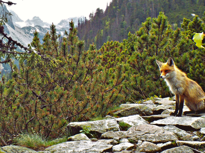 The Fox of Zamkovshého&nbsp;Cottage