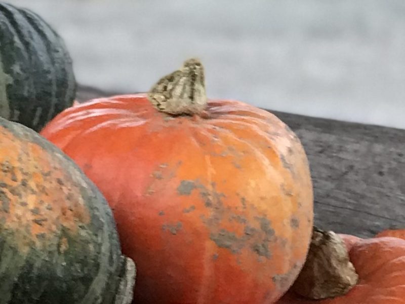 American Pumkin Soup
